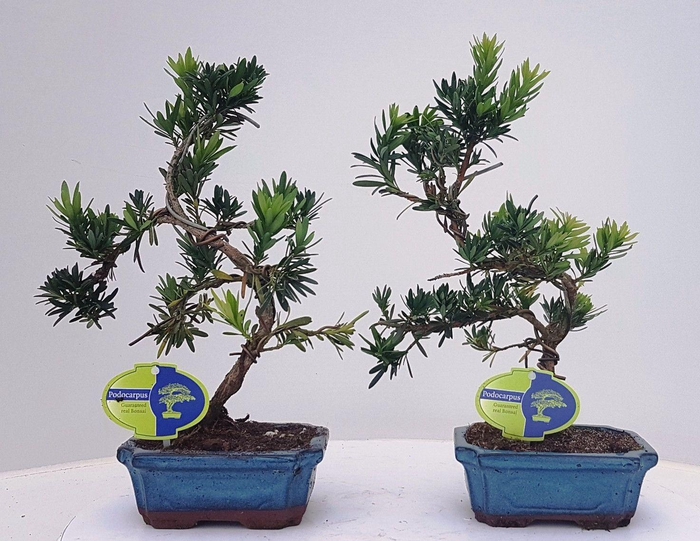 <h4>Podocarpus macrophyllus, 15cm., shape, without drip tray</h4>