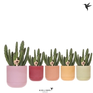 Kolibri Greens Stapelia Leendertziae in Flare pot mix