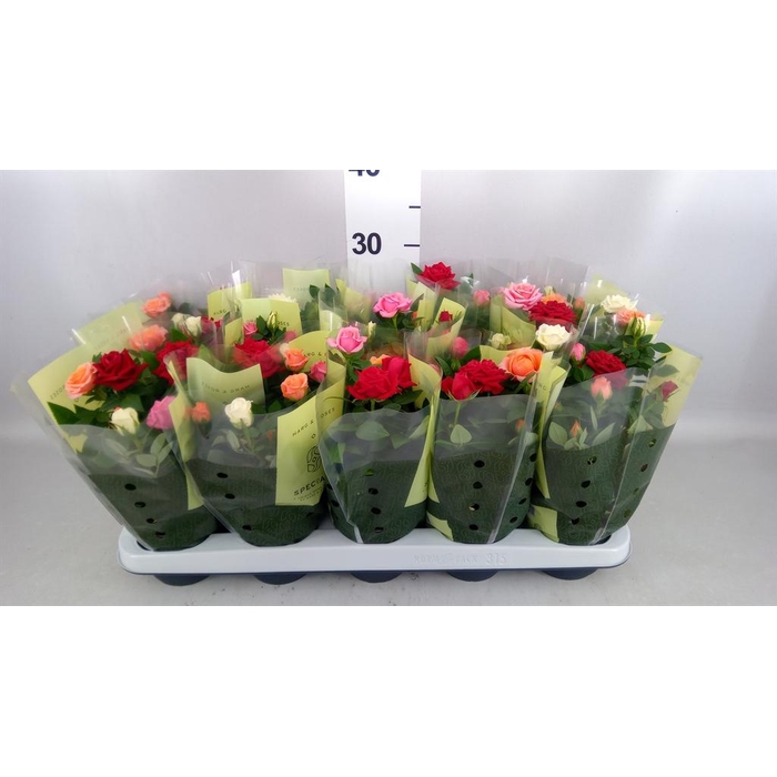 <h4>Rosa  'Kordana'   ...mix op pot</h4>
