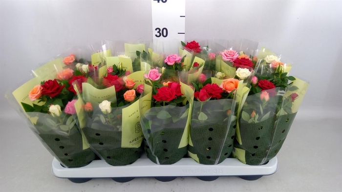 Rosa  'Kordana'   ...mix op pot