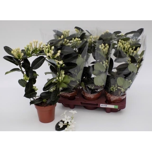 Stephanotis floribunda 12Ø 40cm 9fl