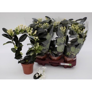 STEPHANOTIS FKORIBUNDA 11+