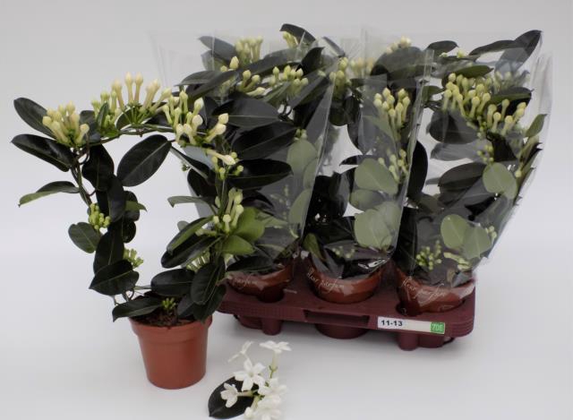 Stephanotis floribunda 12Ø 40cm 9fl