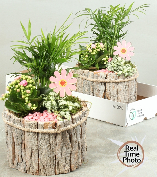 <h4>ARR KAMERPL</h4>