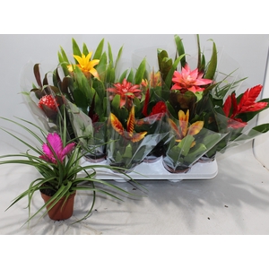 BROMELIA GEM