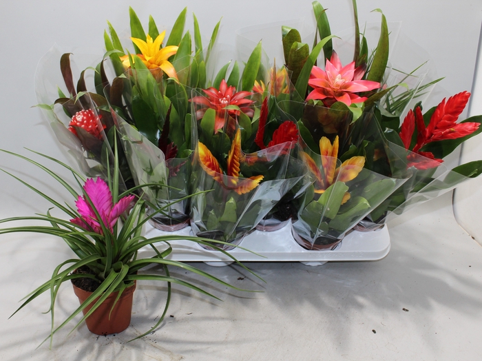 <h4>BROMELIA GEM</h4>