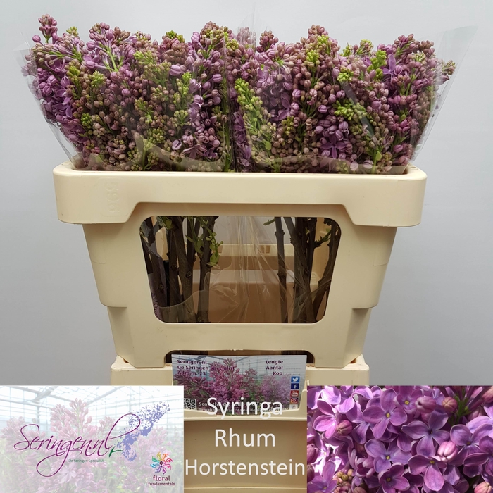 <h4>SYR V R V HORSTENST</h4>