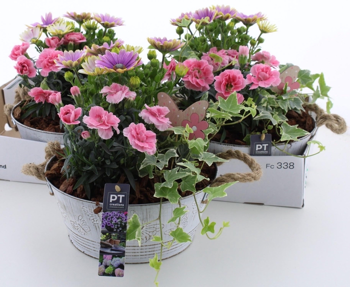 <h4>ARR TUINPLANTEN</h4>