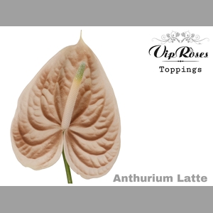 ANT A LATTE