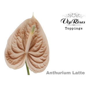Ant A Latte