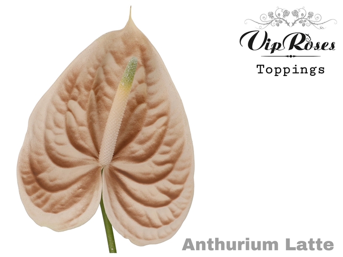 <h4>Anth Vip A Latte</h4>