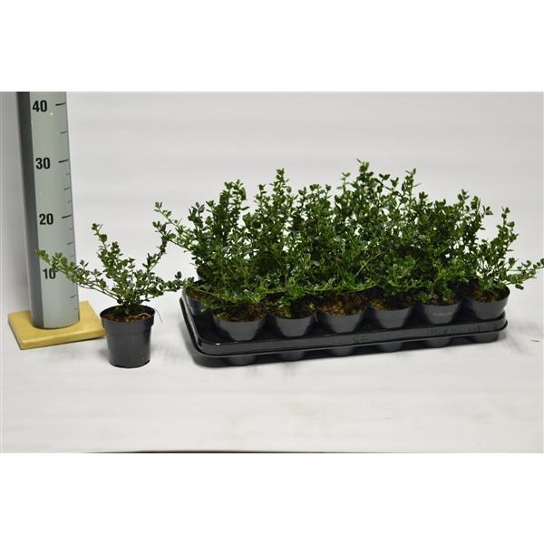 <h4>Ceanothus imp. Victoria</h4>