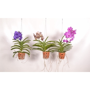 Vanda Gemengd Terracotta Hang A2