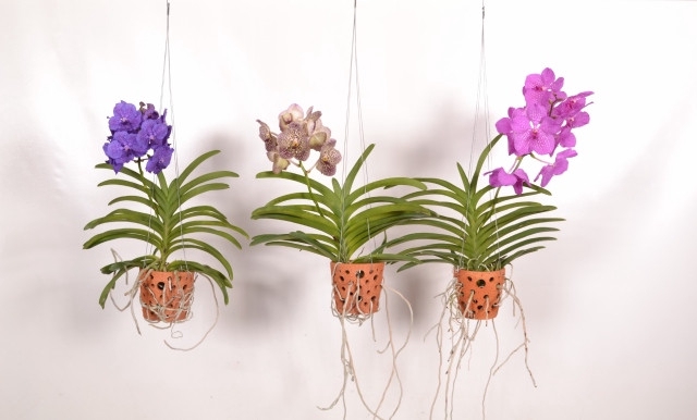 <h4>Vanda Gemengd Terracotta Hang A2</h4>