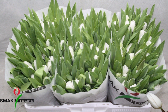 <h4>TU EN ROYAL VIRGIN</h4>