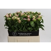 Paeonia Angel Cheeks