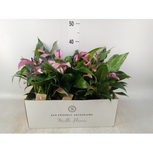 Anthurium  'Zizou'