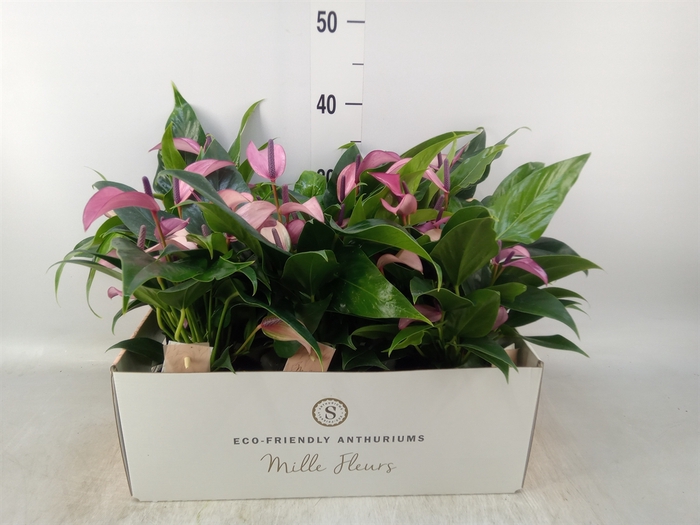 <h4>Anthurium  'Zizou'</h4>