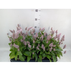 Ptilotus exaltatus 'Joey'