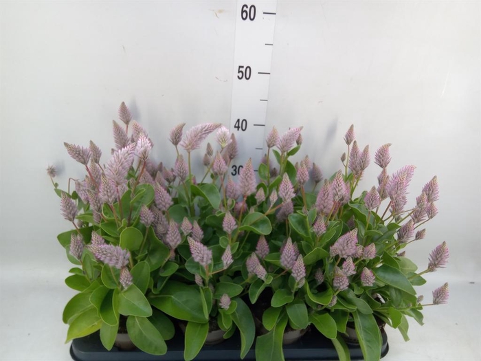 <h4>Ptilotus exaltatus 'Joey'</h4>