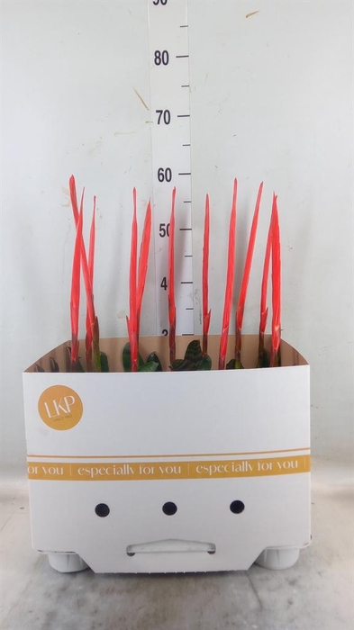 <h4>Vriesea 'Era'</h4>