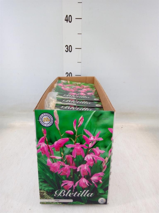 <h4>Flowerbulbs, corns or tubers   ...</h4>