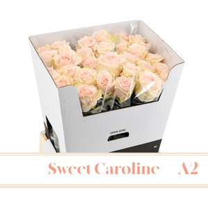 R GR SWEET CAROLINE A2 70cm A2 - JG