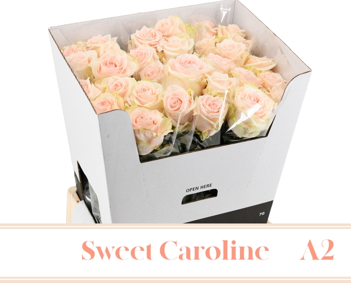 <h4>R GR SWEET CAROLINE A2 70cm A2 - JG</h4>