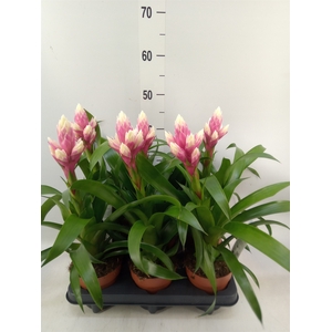 Guzmania  'Candy'