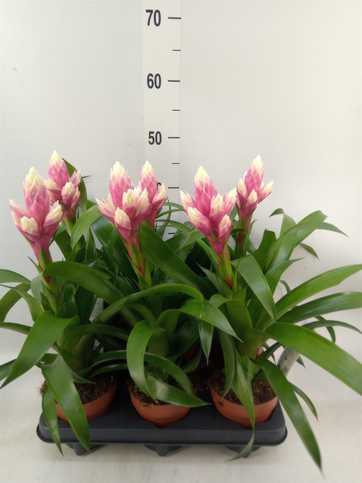 <h4>Guzmania  'Candy'</h4>