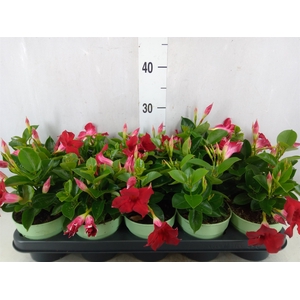 Mandevilla  'Sundavil Red'