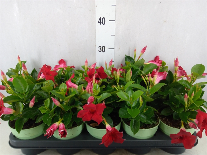 <h4>Mandevilla  'Sundavil Red'</h4>