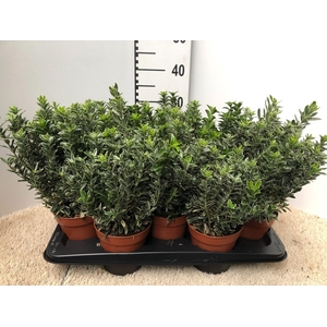 Euonymus jap. Microph. Albovariegatus