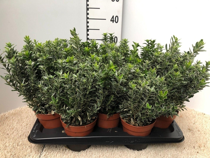 <h4>Euonymus jap. Microph. Albovariegatus</h4>