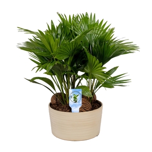 Livistona in Andorra 3 pp Pearl white Asp Lucht Zuiverend