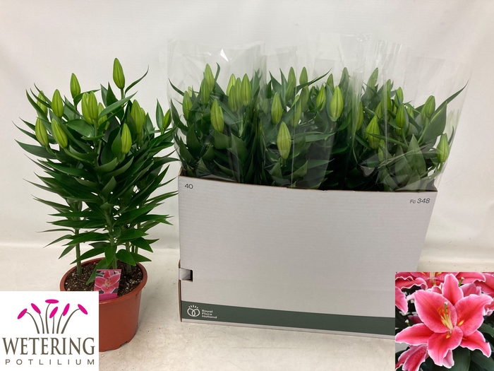 <h4>LIL OR AFTER EIGHT</h4>