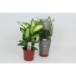 Purify Dieffenbachia Camilla 17 cm