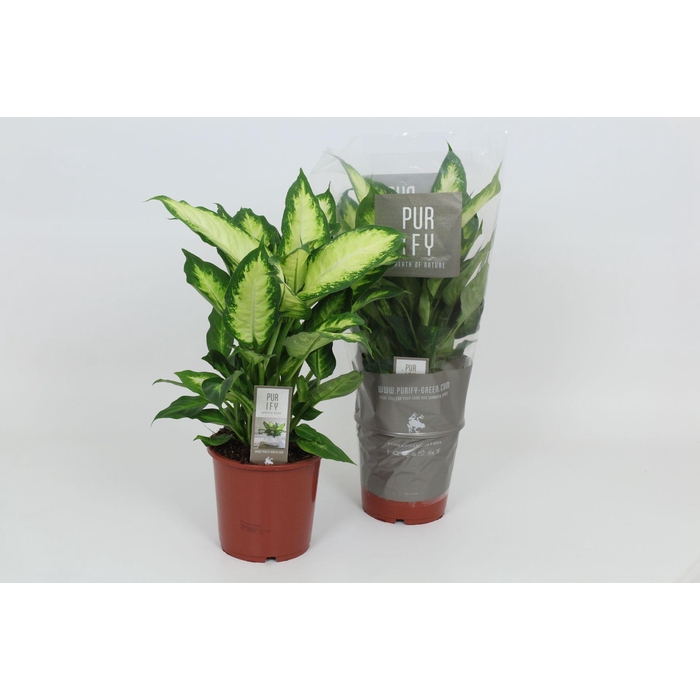 <h4>Purify Dieffenbachia Camilla 17 cm</h4>
