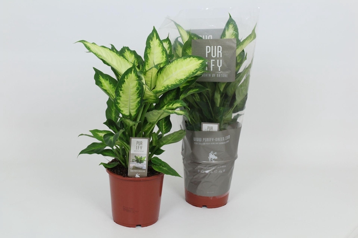 <h4>Purify Dieffenbachia Camilla 17 cm</h4>