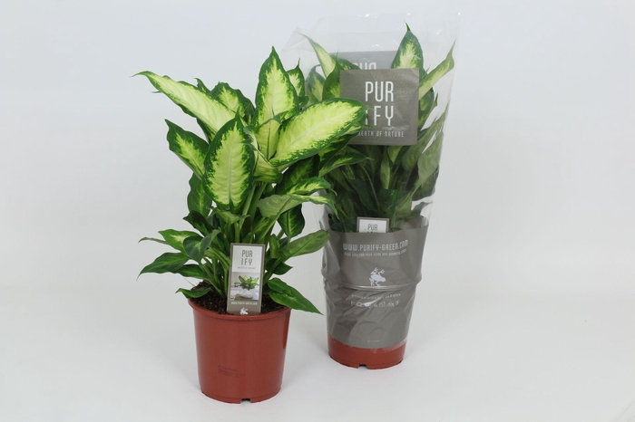 Purify Dieffenbachia Camilla 17 cm