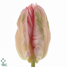 Tu Pa Silver Parrot Design