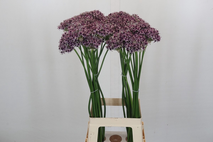 <h4>Allium Silverspring</h4>