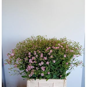 SAPONARIA BS OV ROZE
