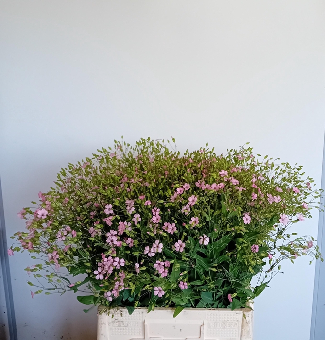 <h4>SAPONARIA BS OV ROZE</h4>