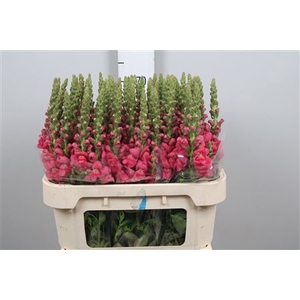 Antir Avignon Rose