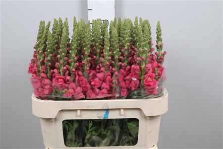 <h4>Antir Avignon Rose</h4>