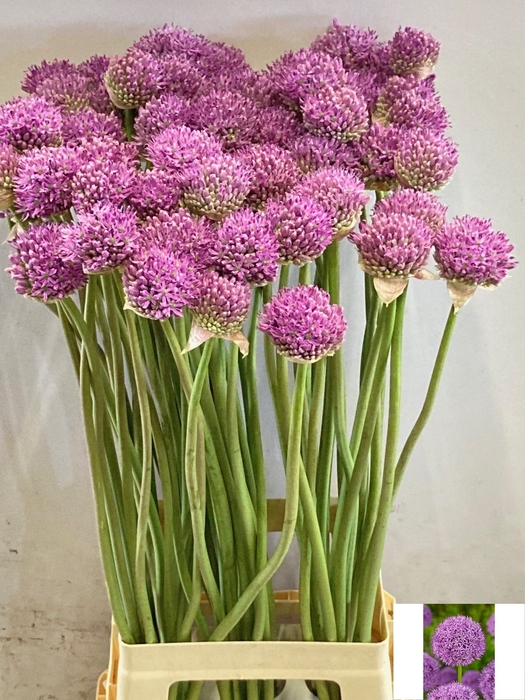 <h4>ALLIUM GLADIATOR</h4>