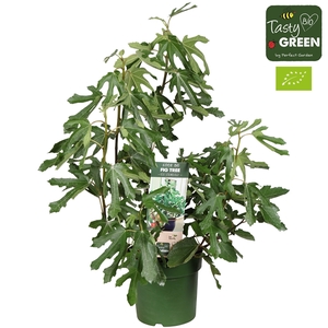 Ficus carica 'Little Miss Figgy' Patio Bio P23