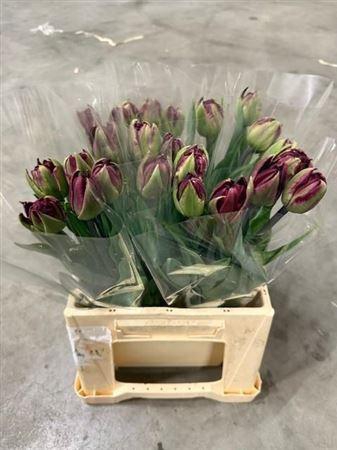 <h4>Tu Du Palmyra</h4>