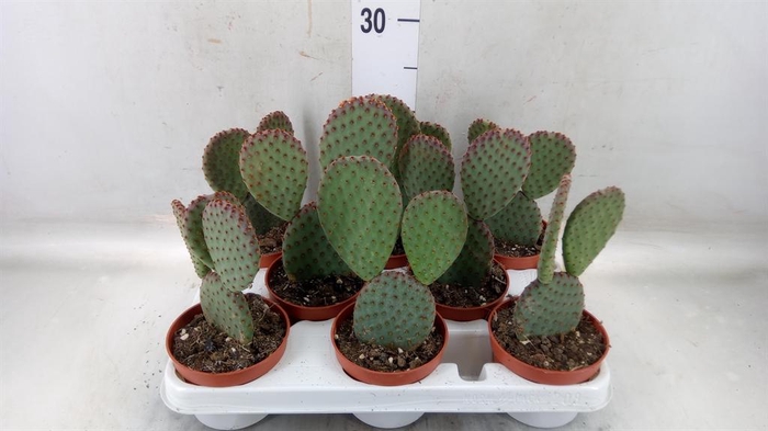 <h4>Opuntia microdasys</h4>